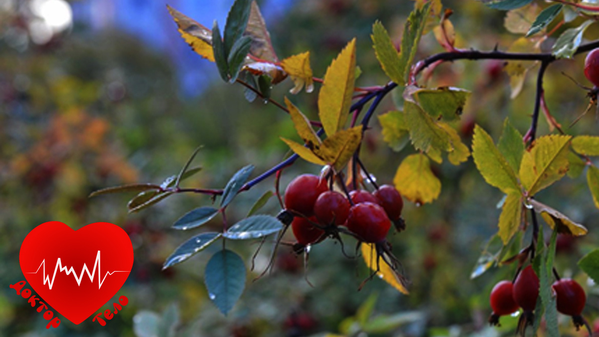 шиповник. плоды шиповника.
