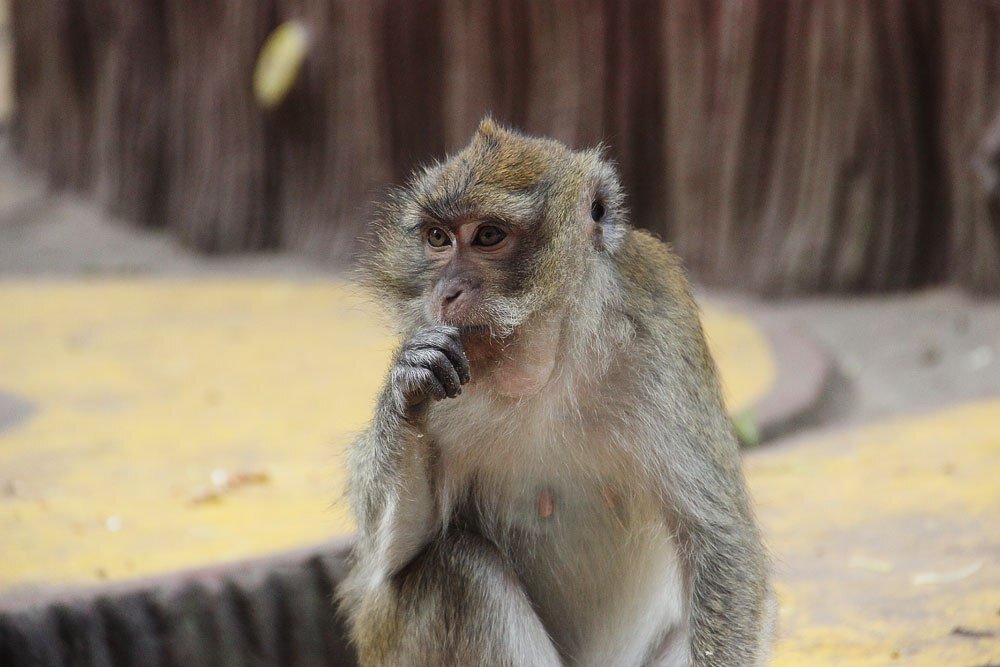 Тайская обезьянка, которая возможно более воспитанная, чем некоторые русские