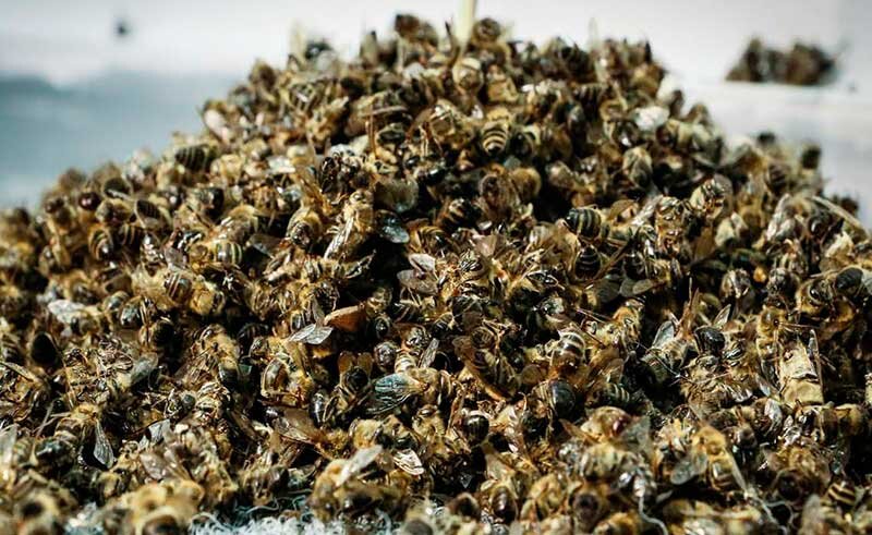 Препараты для лечения пчёл