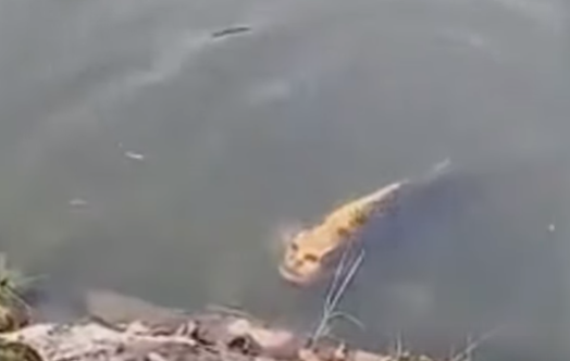 Кадр из видео ютуб канала Lucis Channel