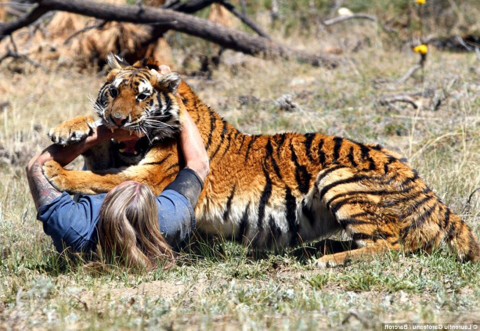 Tiger attack. Нападающий тигр.