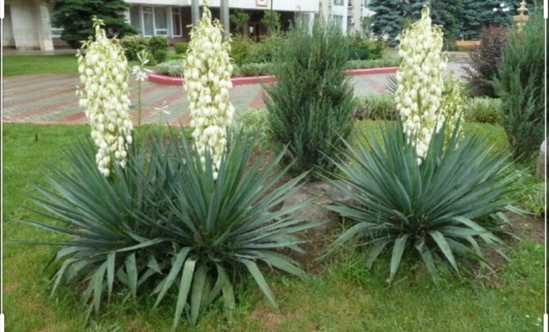 Юкка нитчатая. Юкка флацида. Юкка рекурвифолия. Юкка двухствольная. Юкка нитчатая садовая.