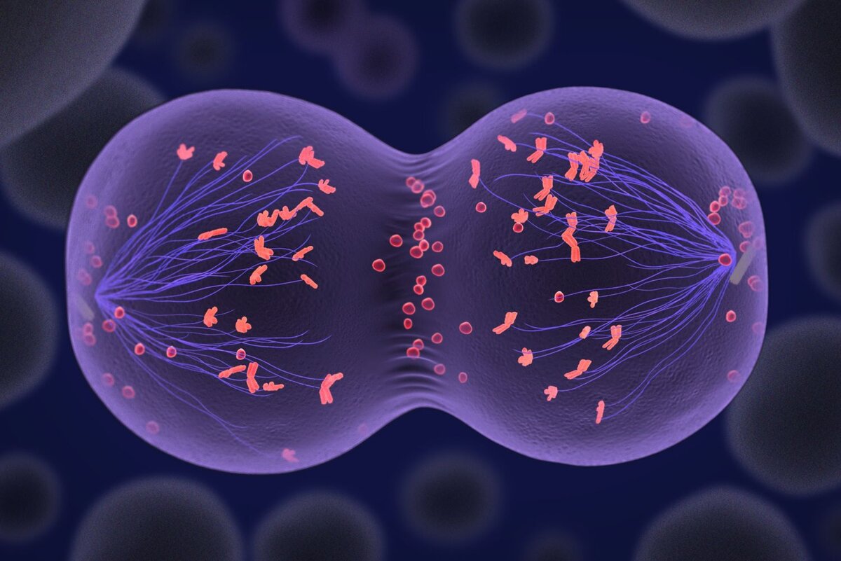 https://fthmb.tqn.com/hWUNS5NinYtrbhVkWVjUmXqFLUE=/1500x1001/filters:fill(auto,1)/meiosis-5734a9b55f9b58723d766340.jpg