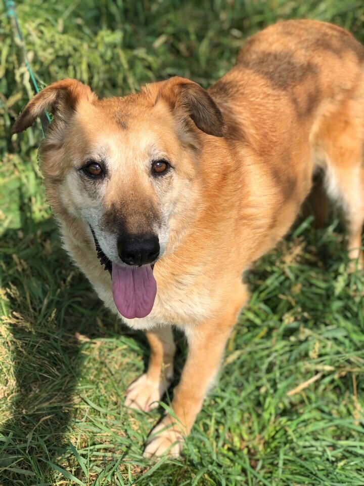 Боня, приют солнцево
