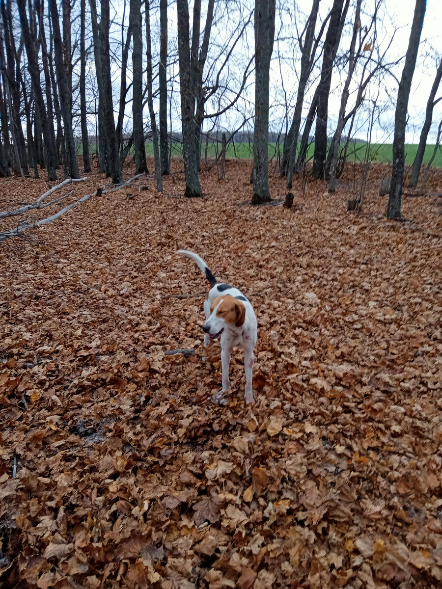Русская пегая гончая. Из личного архива