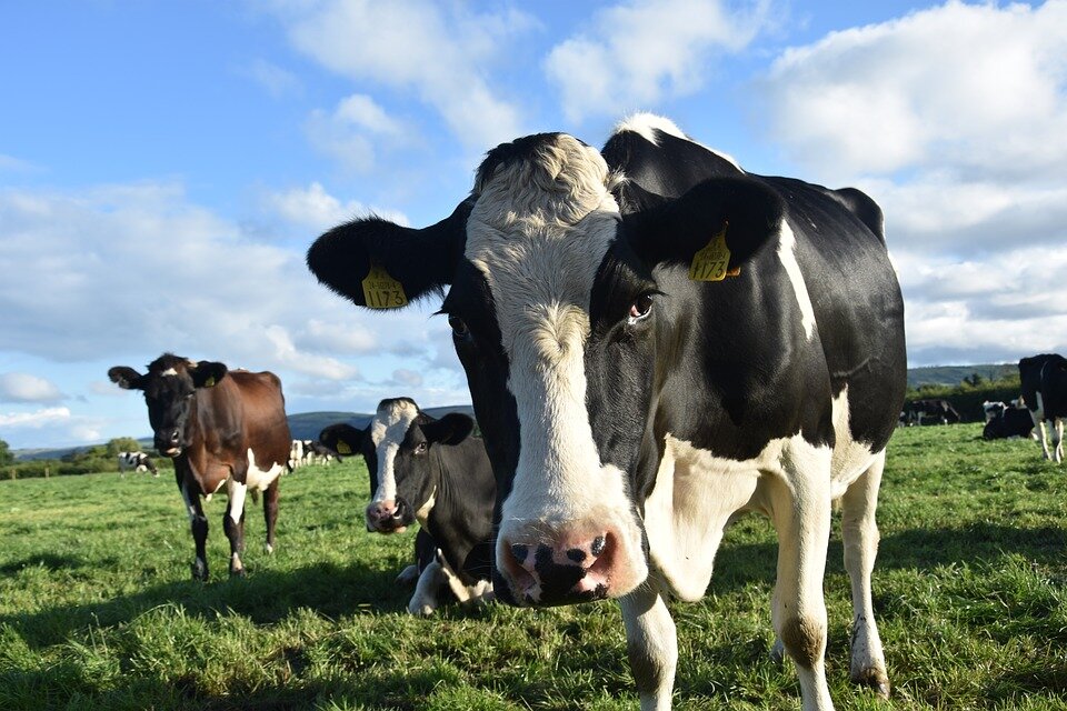 https://cdn.pixabay.com/photo/2018/02/20/21/05/cow-3168858_960_720.jpg