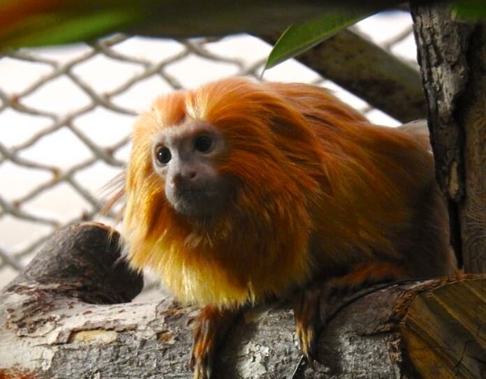 Золотистый тамарин. Фото: официальный сайт Московского зоопарка