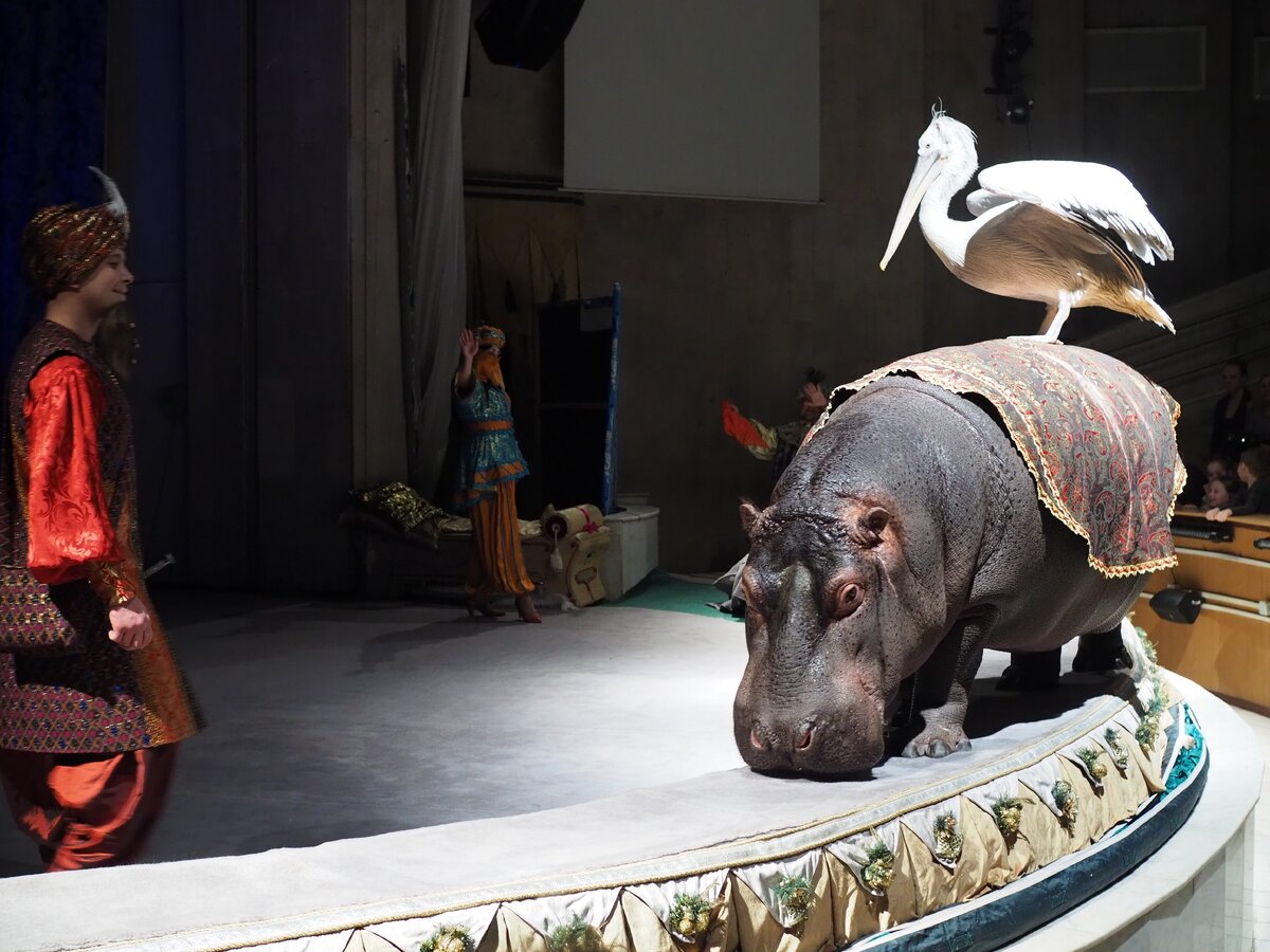 Бегемот Добрыня вышел на поклон.