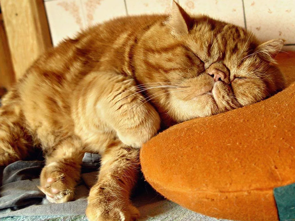 Осталось 5 минут до будильника ⏰