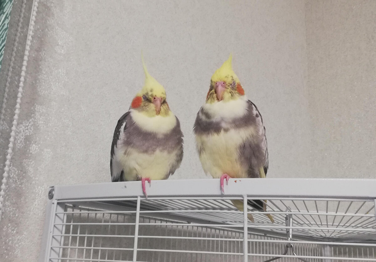 Второй день знакомства, Пикси и Джи. Фото автора.