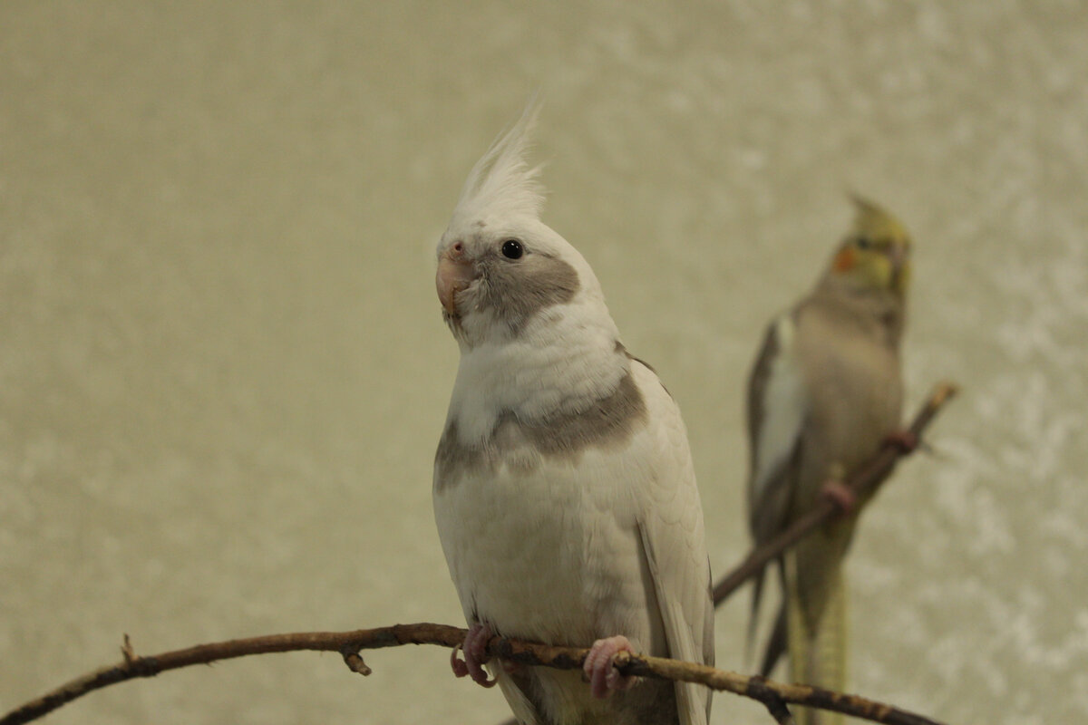 Одно из первых фото Штерна в нашем доме. Фото автора.