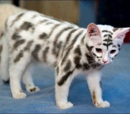 Этот кот очень хочет походить на своих хищных собратьев
