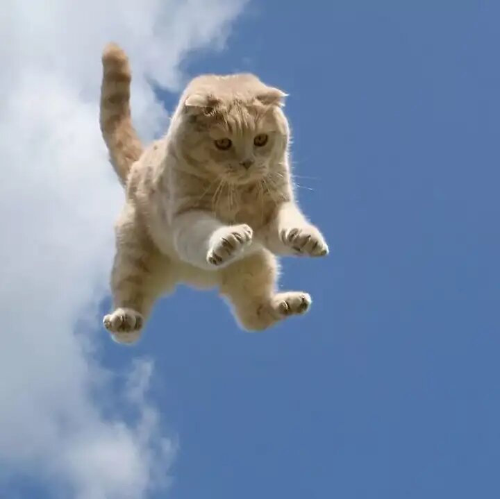 Полет кота