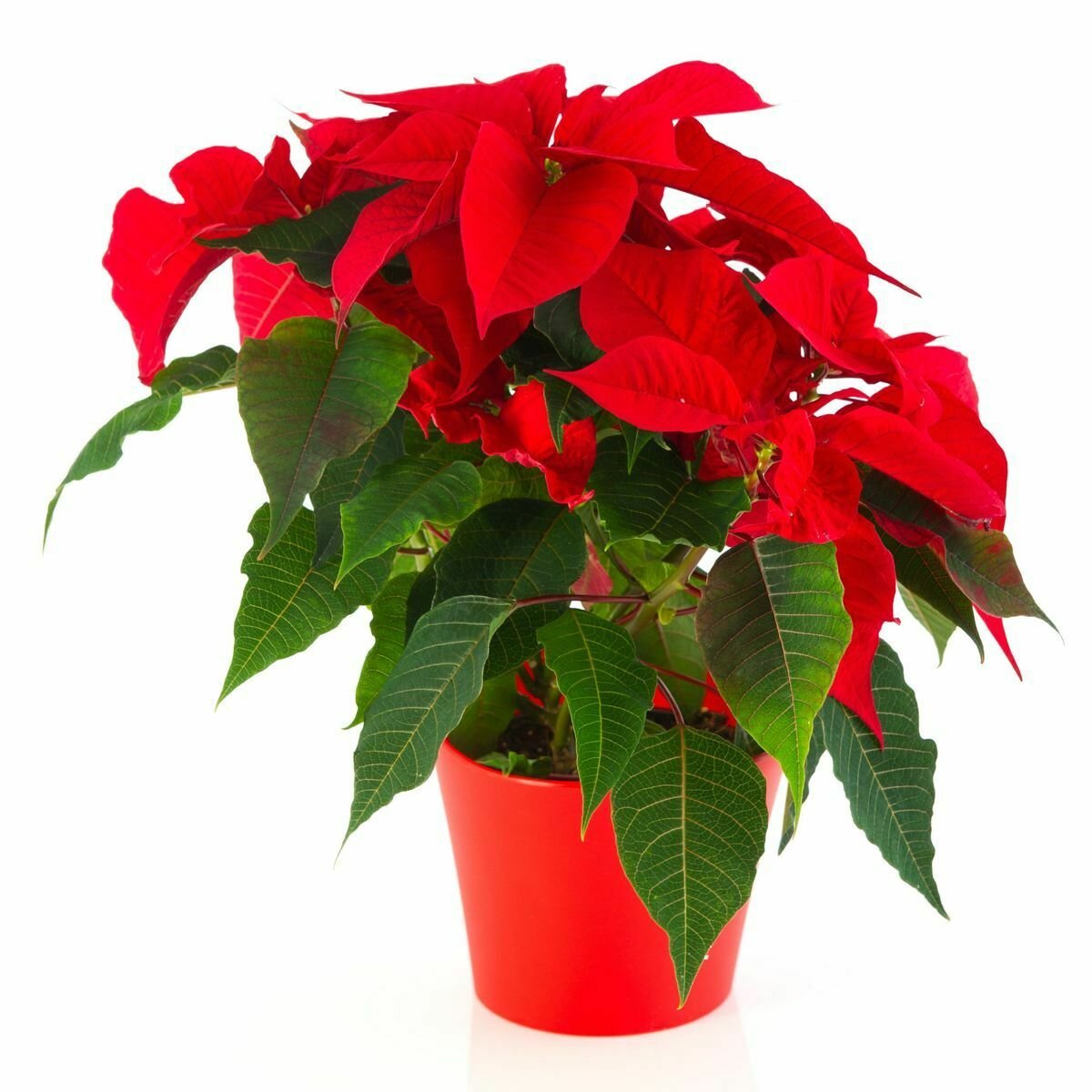      Во многих домах рождественская звезда, известное и популярное декоративное растение, в настоящее время процветает на столе, а ее в основном красные листья делают квартиру еще более красивой зимой.-2