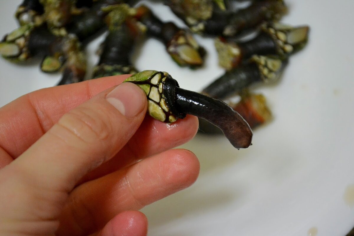 Cuánto tiempo tienen que cocer los percebes