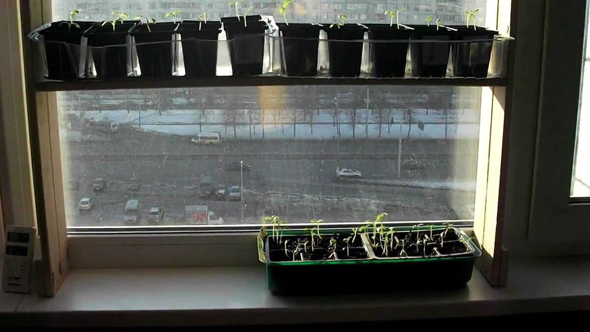 Рассада перца на подоконнике
