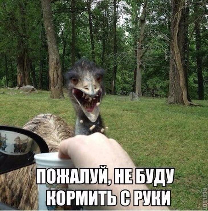 Картинки очень ржачные смешные