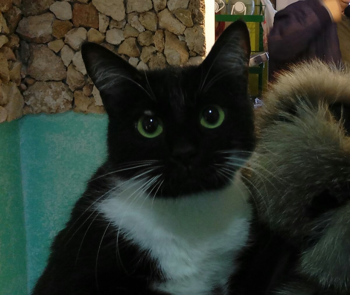 Назвали Кешью. Кеша по-нашему.