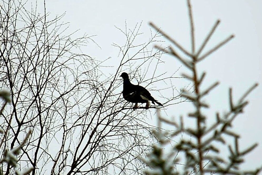 Фото из свободного доступа