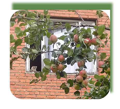 Кошка и ветка яблони