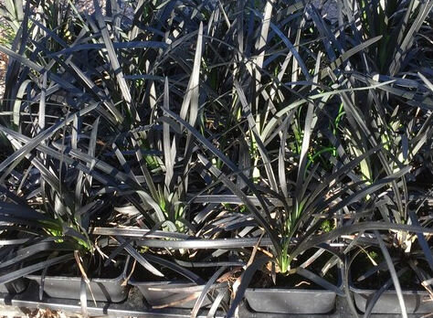 Офипогон чернеющий (Ophiopogon planiscapus Niger)