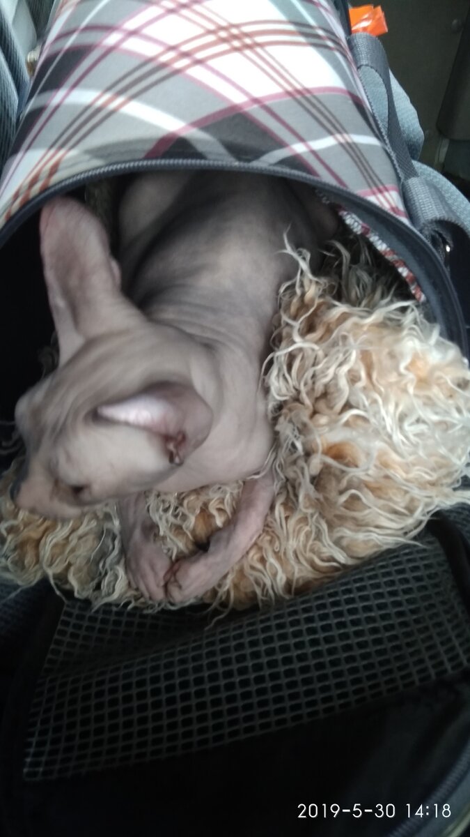 Моя девочка