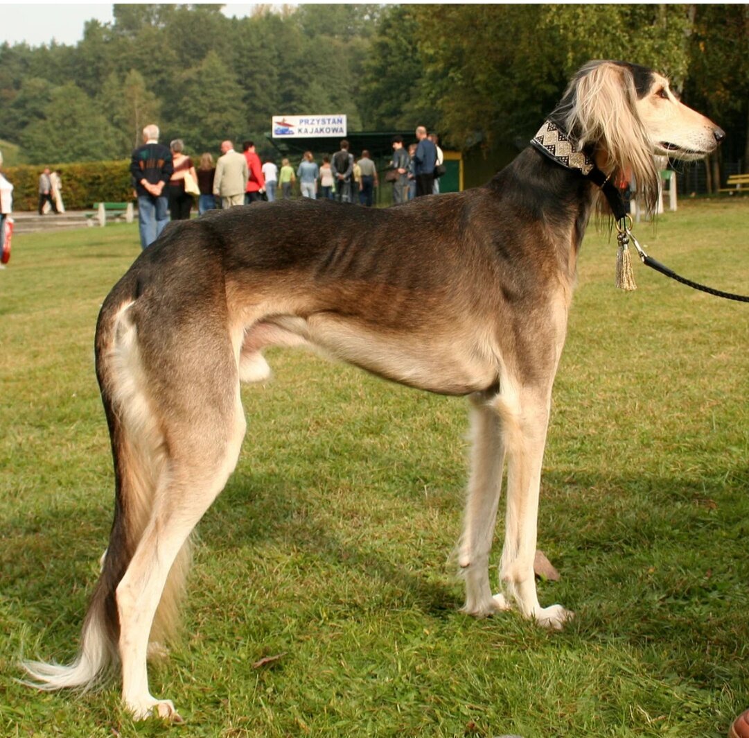 Чарт Персидский