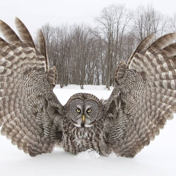 Фото из интернета: https://www.pinterest.ru/pin/773563673474906334/