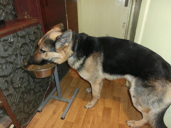 Кстати у Кари была высокая миска 