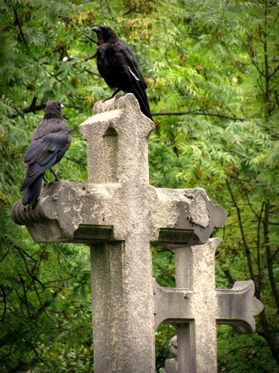 © jphilipg "Two birds on a cross - Pere Lachaise", CC BY 2.0. Источник: Wikimedia Commons