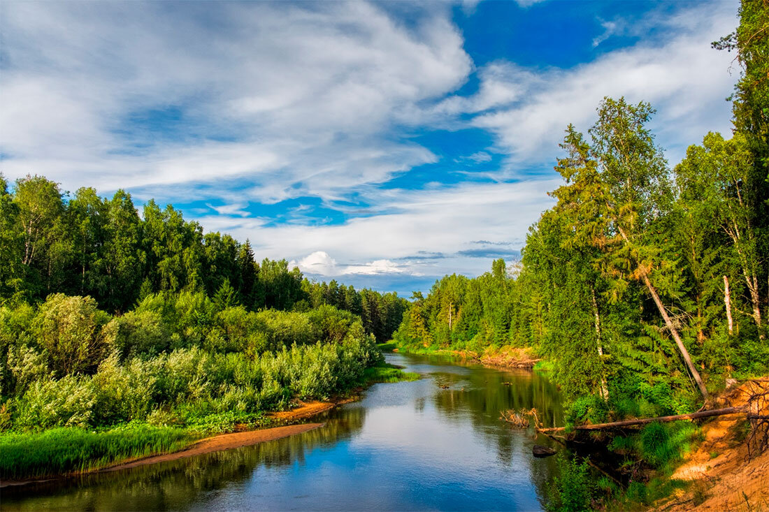 Тайга лес река