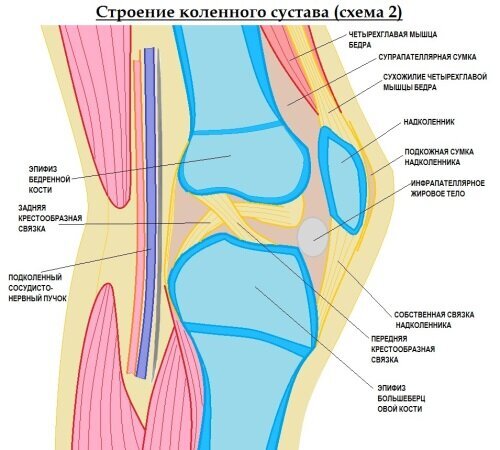 Простое и доступное упражнение профилактики болей в коленном суставе и варикозного расширения вен для людей пожилого…