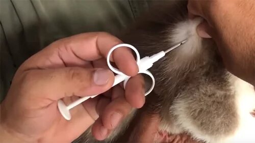 
На примере рассмотрим, что означают цифры кода: 643093411112222, где 643 – код России, 0 – цифра разделения, 934 – код производителя, а 11112222 – сам уникальный номер чипа. При необходимости (например, если собака потерялась) считать код можно при помощи специального сканера, который имеется сегодня в большинстве городских ветлечебниц и в питомниках временного содержания животных.
