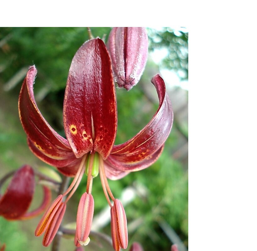 Лилия кудрявая (Lilium martagon)