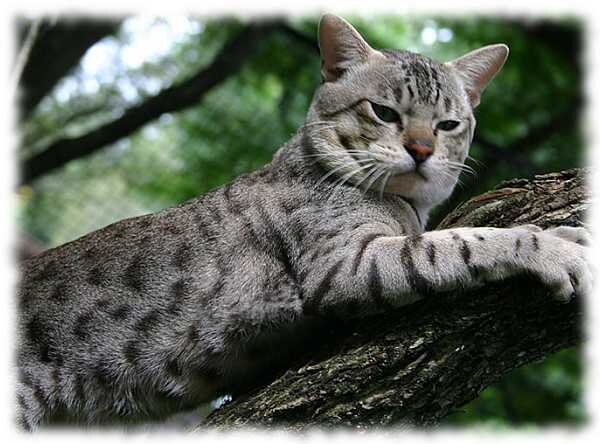    История породы От бурманской кошки, Австралийская дымчатая кошка получила телосложение и высокий уровень контактности с человеком.