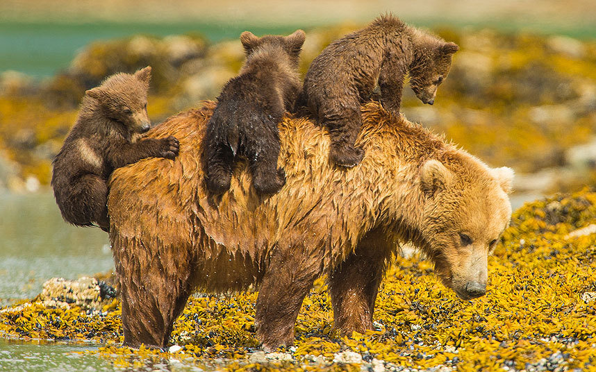 Фото: Яндекс