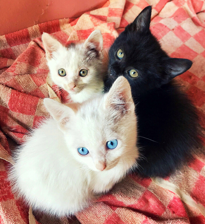 Британские котята голубого окраса. Котенок. Авито найти котят. Породистые котята в добрые. Красивые породистые котята в добрые руки.