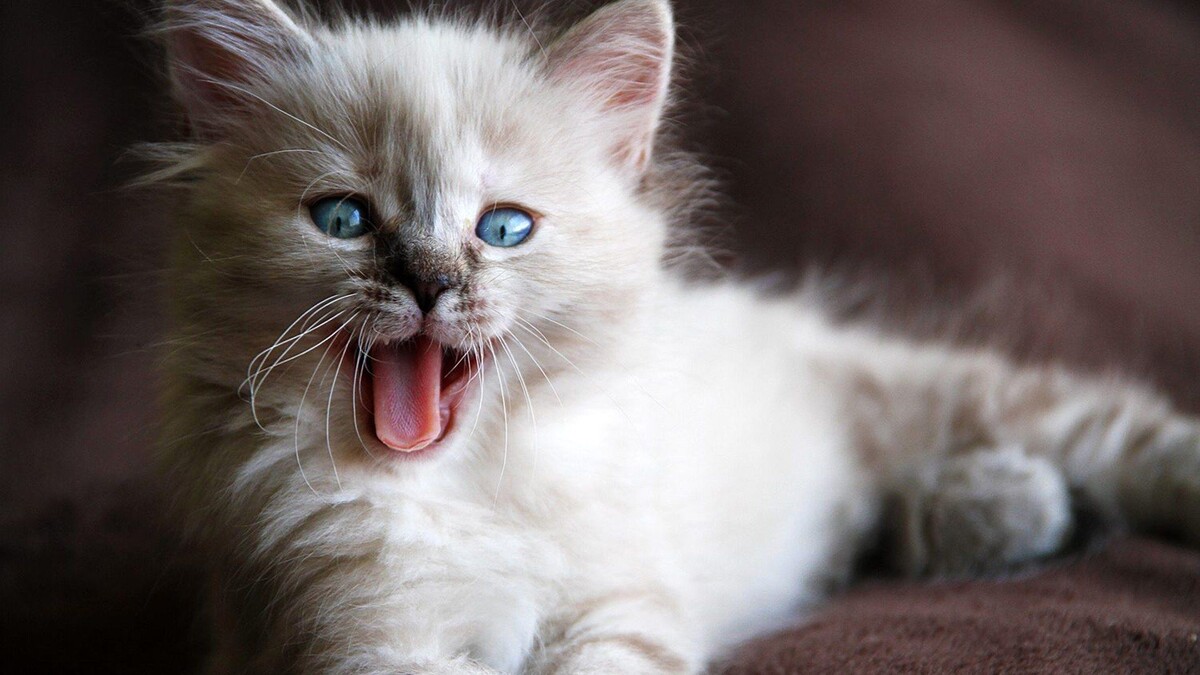 Нужно учитывать, что котенок – не игрушка, и требует создания полноценных, безопасных жизненных условий.