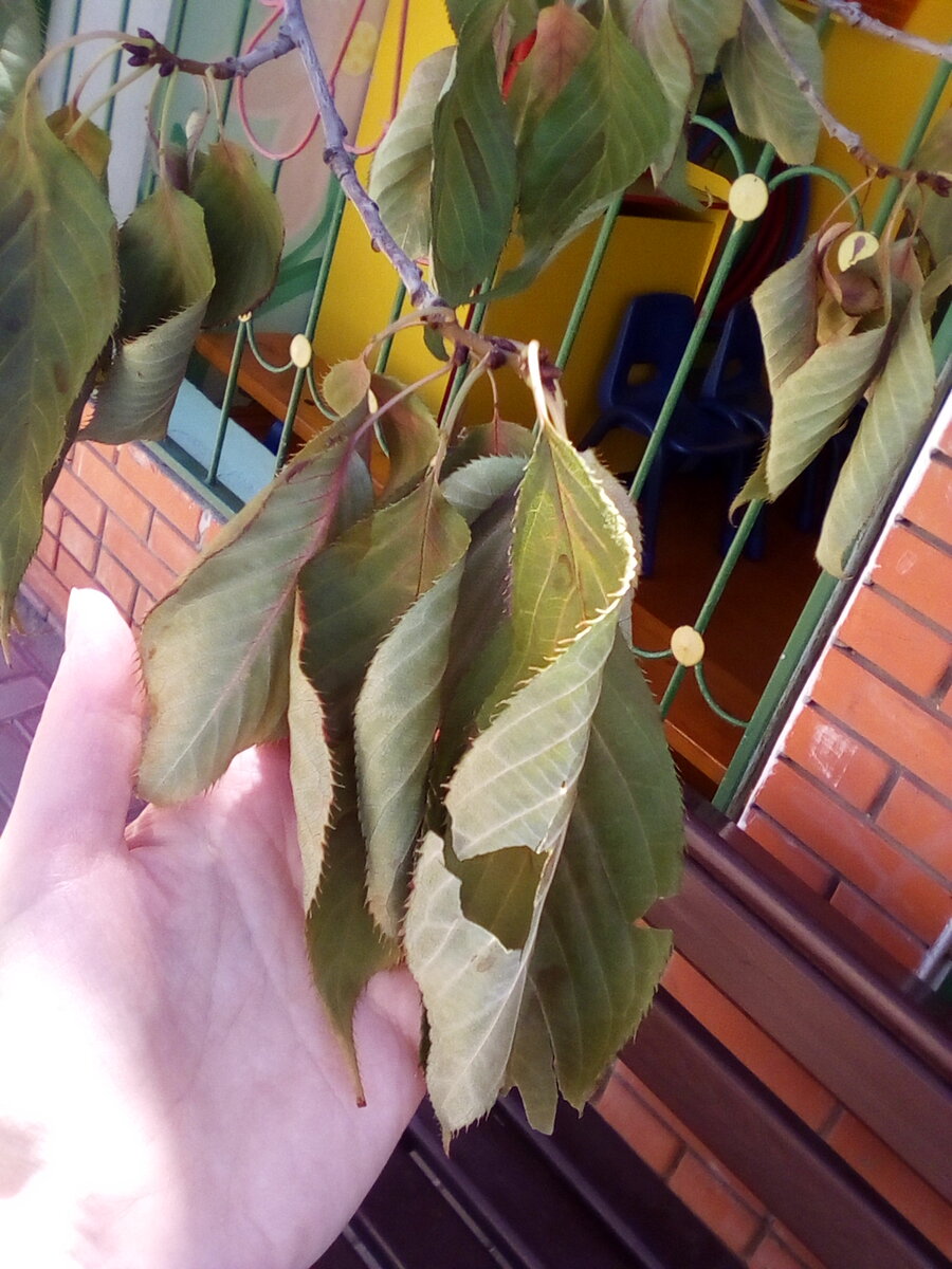 Вот так вот усыхала наша сакура.