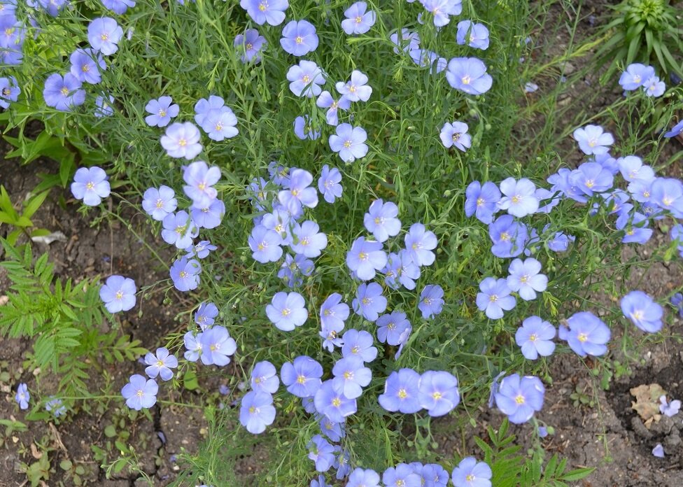 Цветок ленок голубой многолетник фото