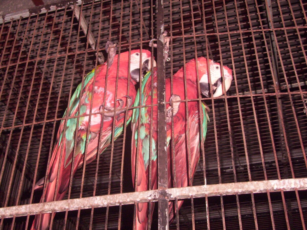 Попугайчики