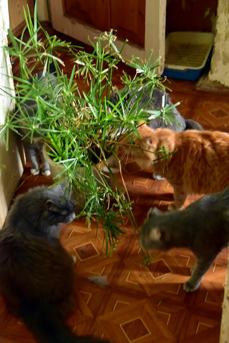 таким я его отнесла