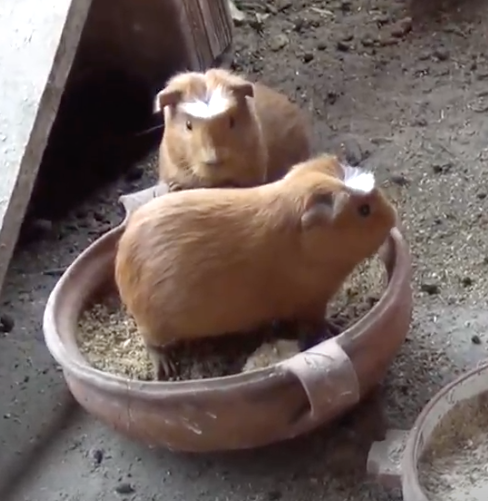 Куи, они же морские свинки - домашние животные на еду. Фото автора.