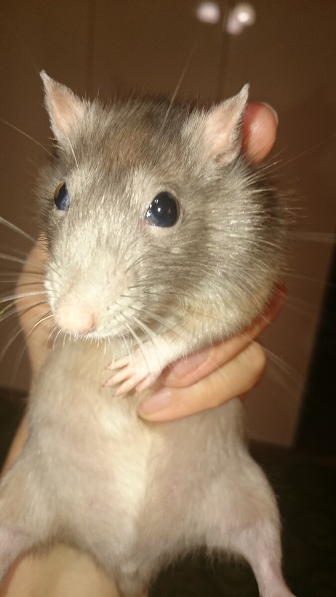 Джойка. Уже 