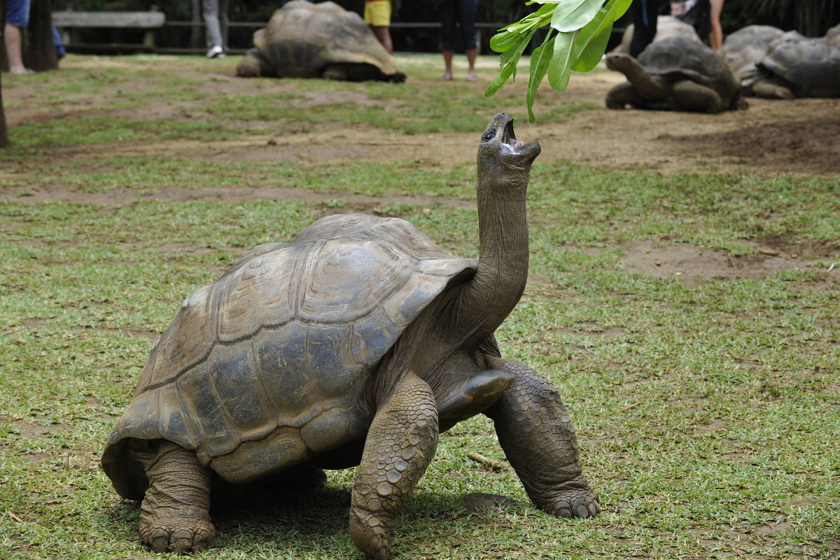 Слоновая черепаха среда обитания. Галапагосская черепаха. Галапагосская гигантская черепаха. Слоновые черепахи Галапагосы. Гигантские черепахи с Галапагосских островов.
