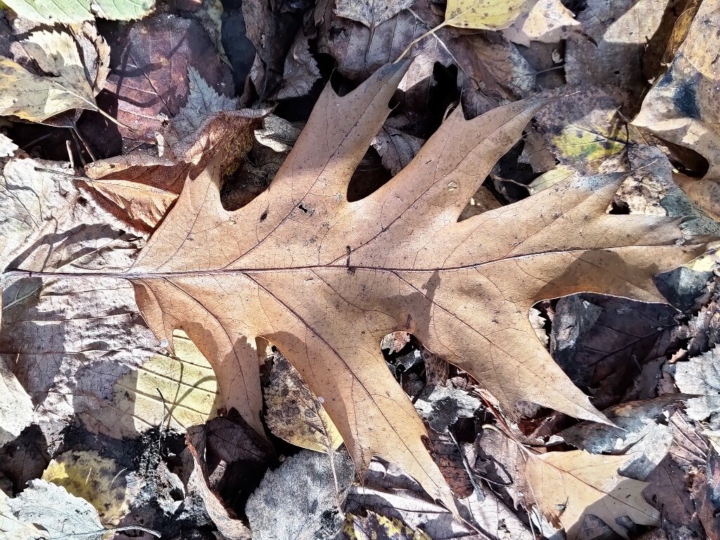клён пальматум блуд гуд. клен сахаристый (серебристый) "пирамидале". клен с резными листьями. листья кустарников. кленовый платан.