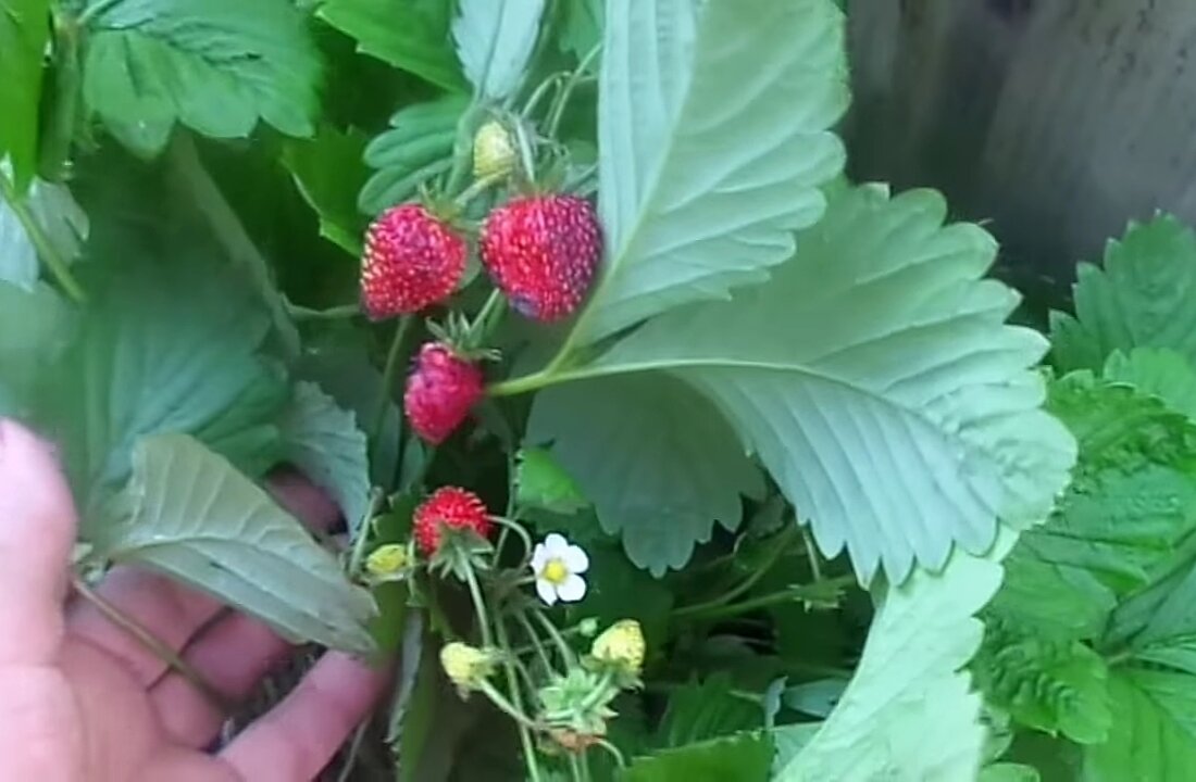 Фото сделано в 2018 г