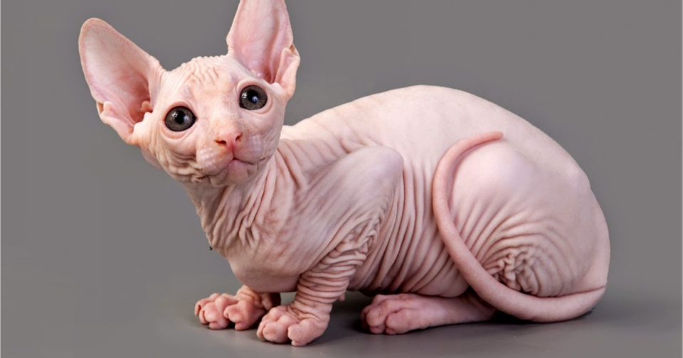 фото добавлено из общего доступа в интернете