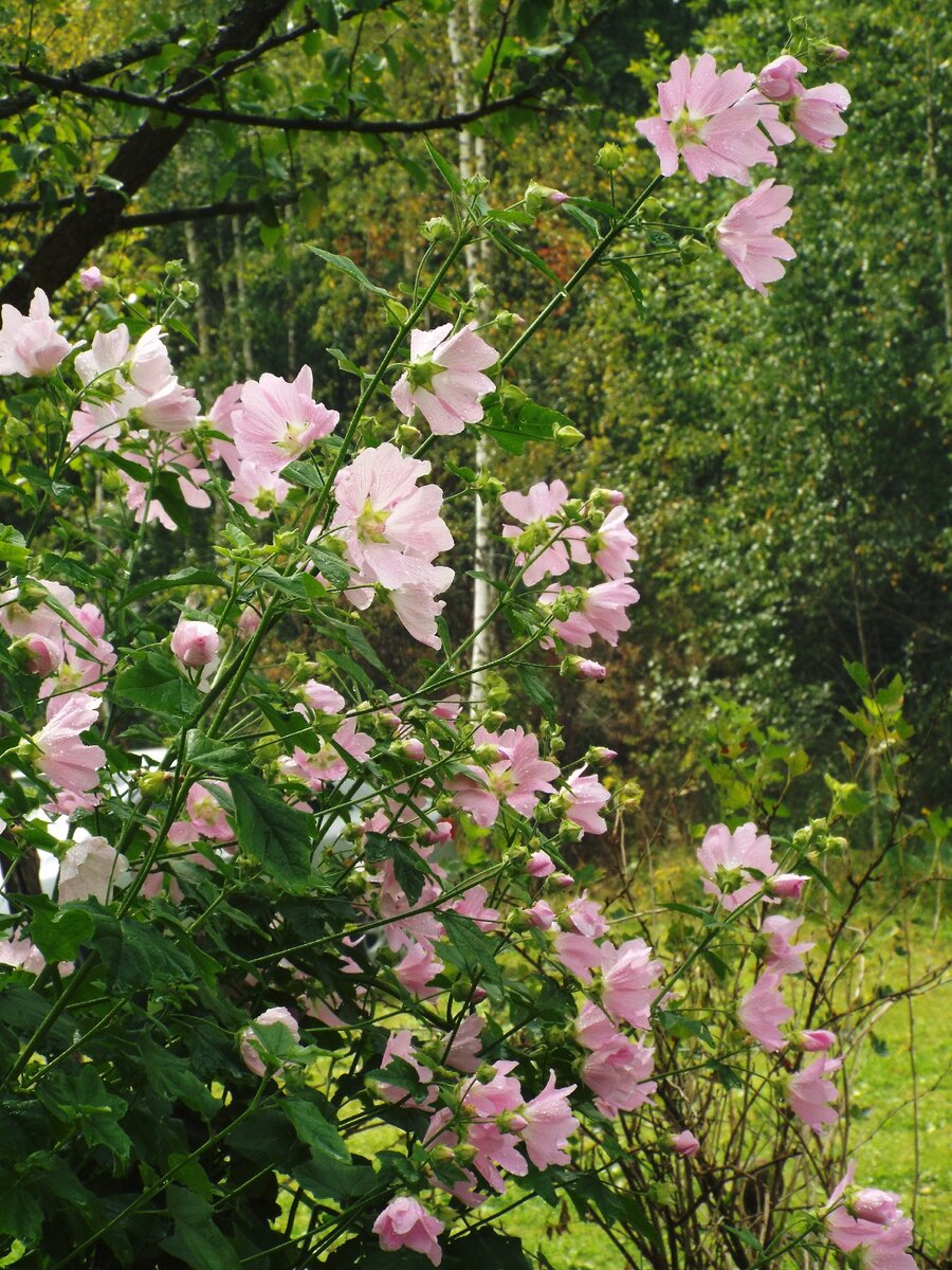 Хатьма тюрингенская Lavatera