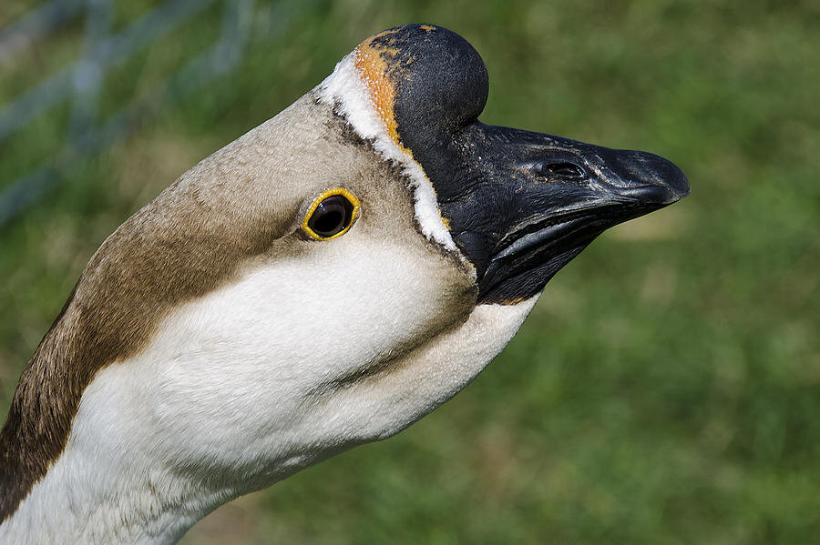Китайский гусь